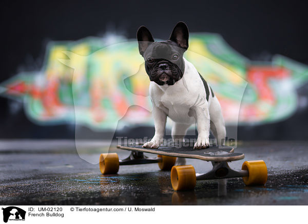 Franzsische Bulldogge / French Bulldog / UM-02120