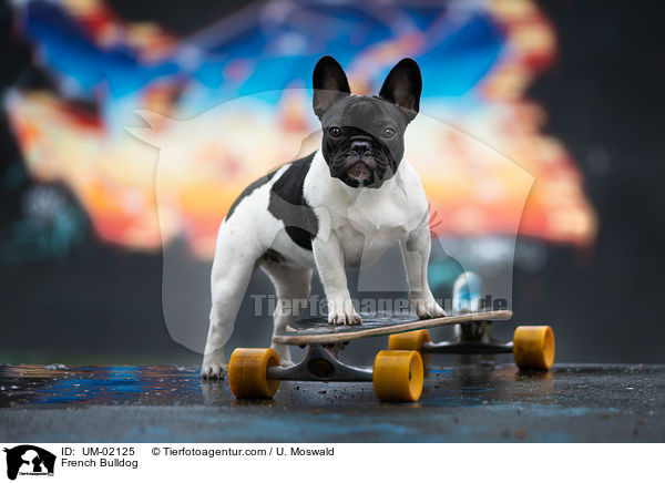 Franzsische Bulldogge / French Bulldog / UM-02125