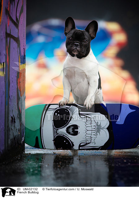 Franzsische Bulldogge / French Bulldog / UM-02132