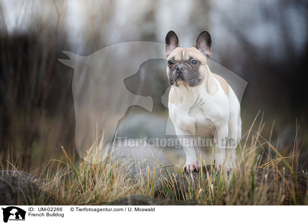 Franzsische Bulldogge / French Bulldog / UM-02266