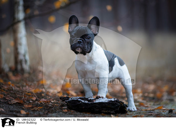 French Bulldog / UM-02322