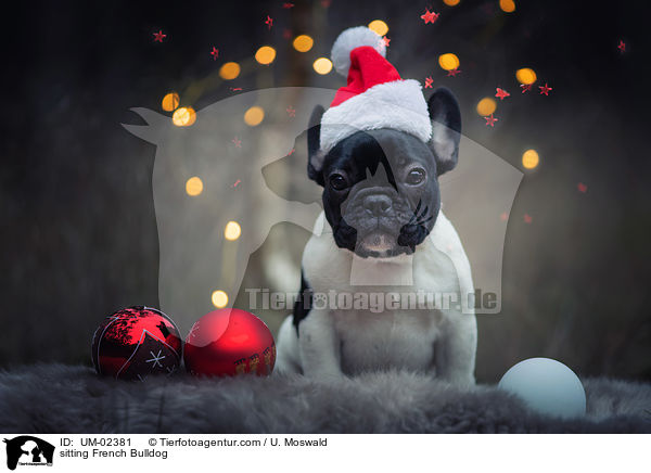 sitting French Bulldog / UM-02381