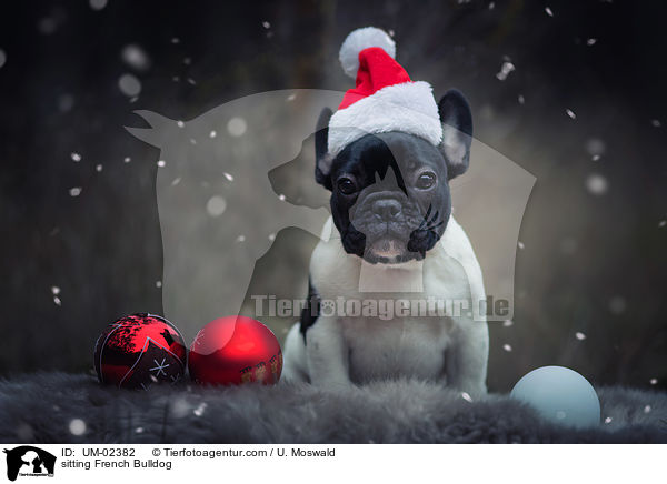 sitting French Bulldog / UM-02382