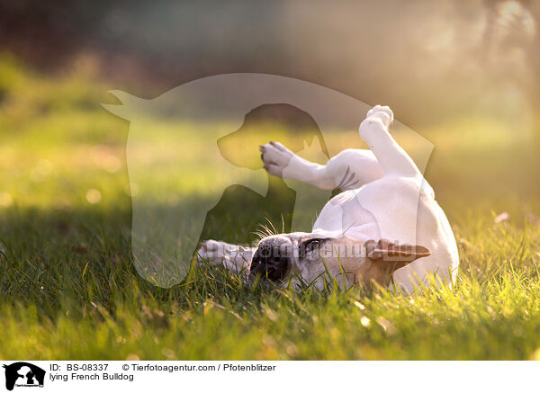 liegende Franzsische Bulldogge / lying French Bulldog / BS-08337