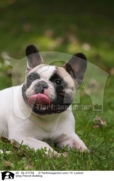 liegender Franzsische Bulldogge / lying French Bulldog / HL-01758