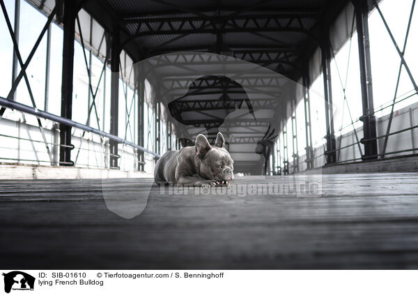 liegende Franzsische Bulldogge / lying French Bulldog / SIB-01610