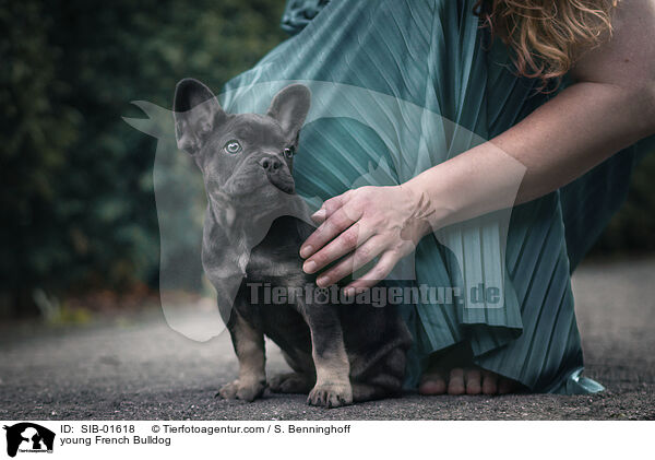 junge Franzsische Bulldogge / young French Bulldog / SIB-01618