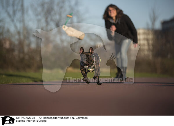 spielende Franzsische Bulldogge / playing French Bulldog / NC-02028