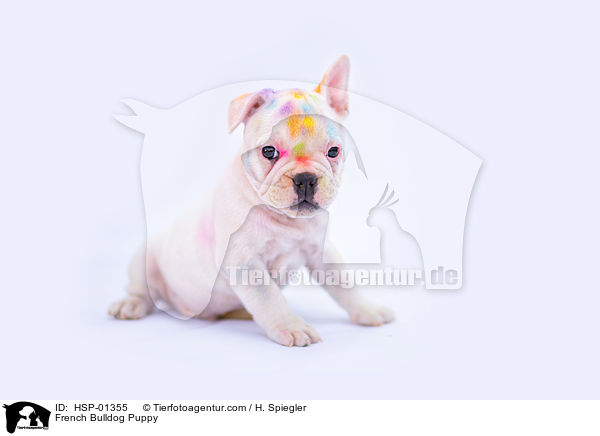 French Bulldog Puppy / HSP-01355