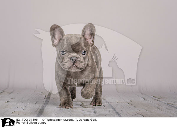 French Bulldog puppy / TDG-01105