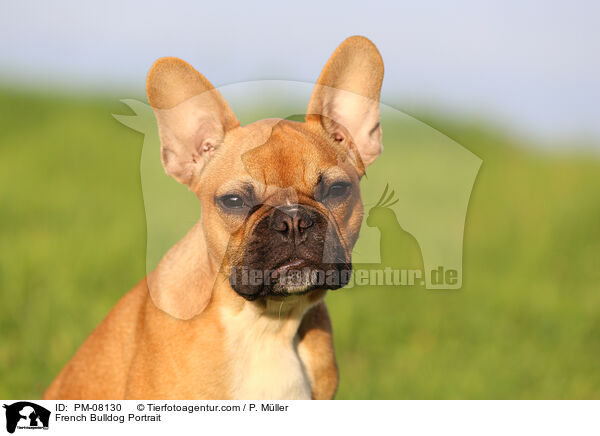 French Bulldog Portrait / PM-08130