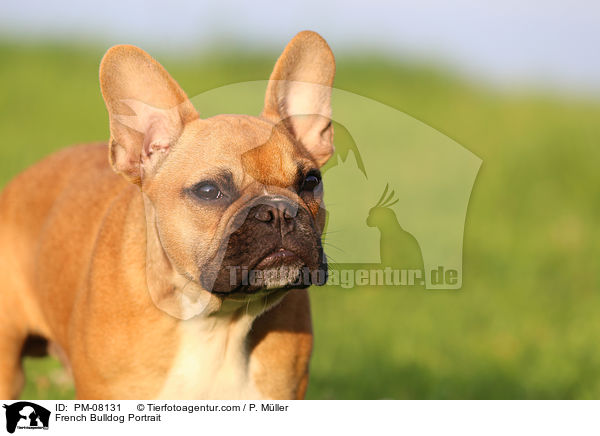 French Bulldog Portrait / PM-08131
