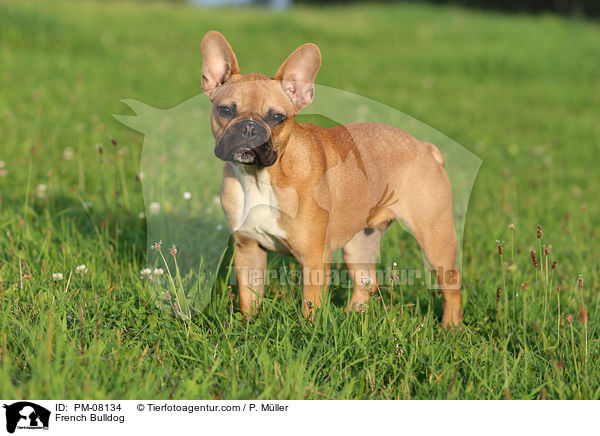 French Bulldog / PM-08134