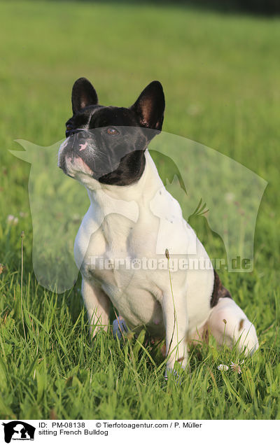 sitting French Bulldog / PM-08138