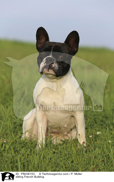 sitting French Bulldog / PM-08153