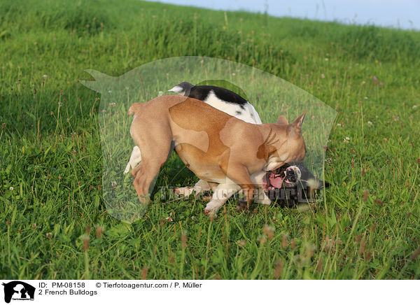 2 French Bulldogs / PM-08158