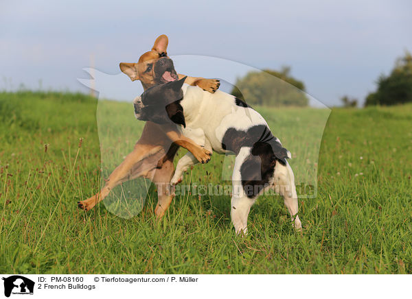 2 French Bulldogs / PM-08160