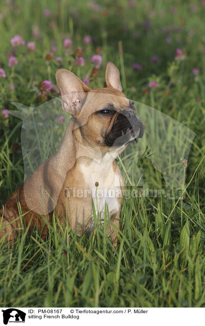 sitting French Bulldog / PM-08167