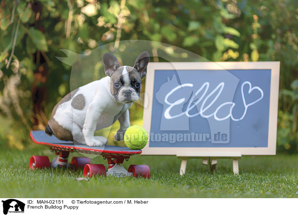 Franzsische Bulldogge Welpe / French Bulldog Puppy / MAH-02151