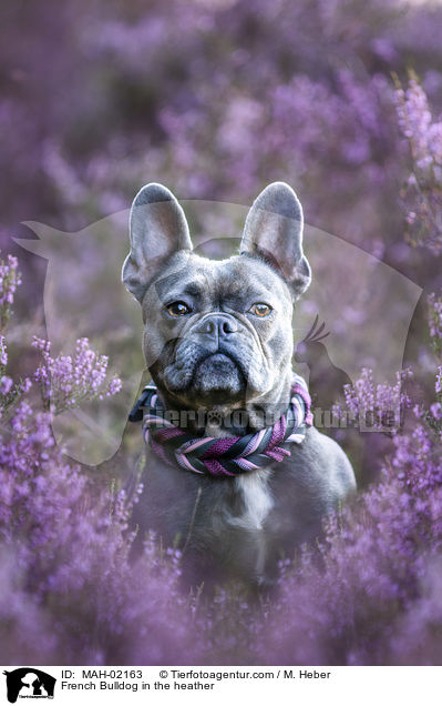 Franzsische Bulldogge in der Heide / French Bulldog in the heather / MAH-02163