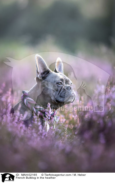 French Bulldog in the heather / MAH-02165