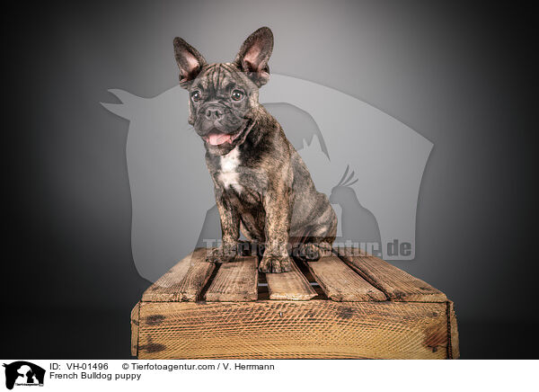 Franzsische Bulldogge Welpe / French Bulldog puppy / VH-01496