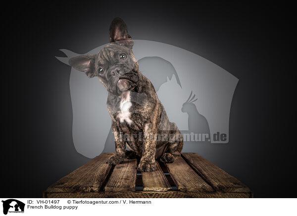 Franzsische Bulldogge Welpe / French Bulldog puppy / VH-01497