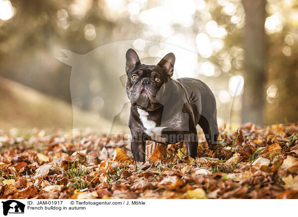 French bulldog in autumn / JAM-01917