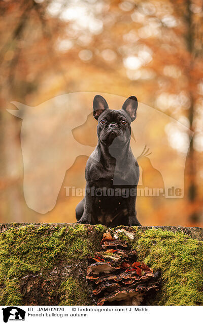 French bulldog in autumn / JAM-02020