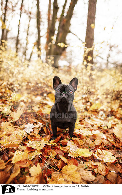 French bulldog in autumn / JAM-02022