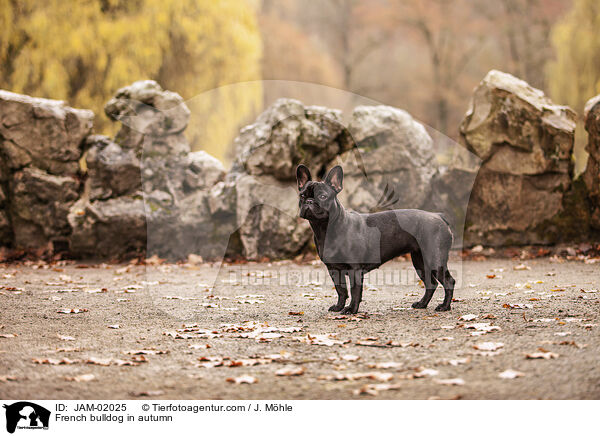 French bulldog in autumn / JAM-02025