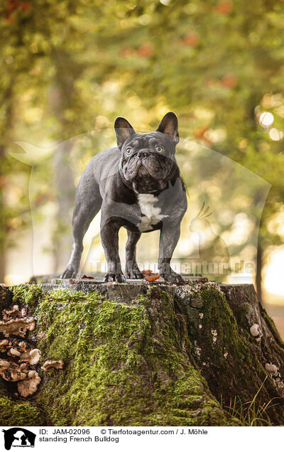 standing French Bulldog / JAM-02096