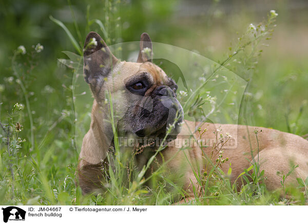 french bulldog / JM-04667