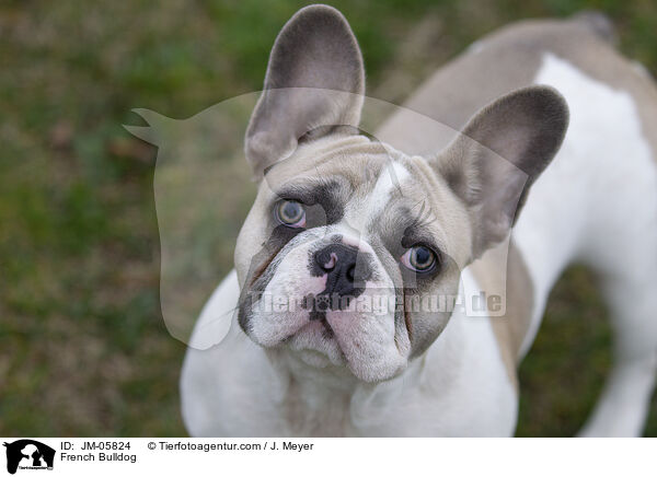 French Bulldog / JM-05824
