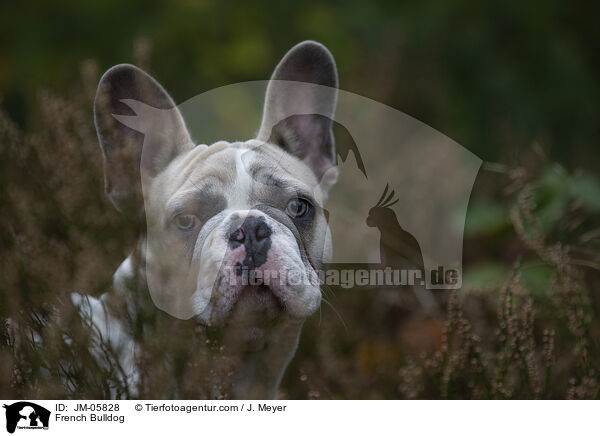 Franzsische Bulldogge / French Bulldog / JM-05828