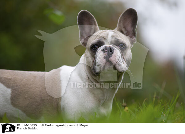 French Bulldog / JM-05835