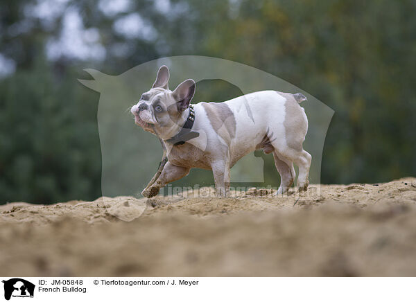 French Bulldog / JM-05848