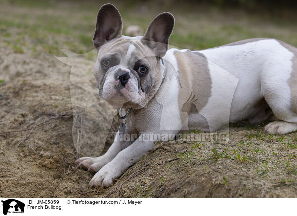 Franzsische Bulldogge / French Bulldog / JM-05859