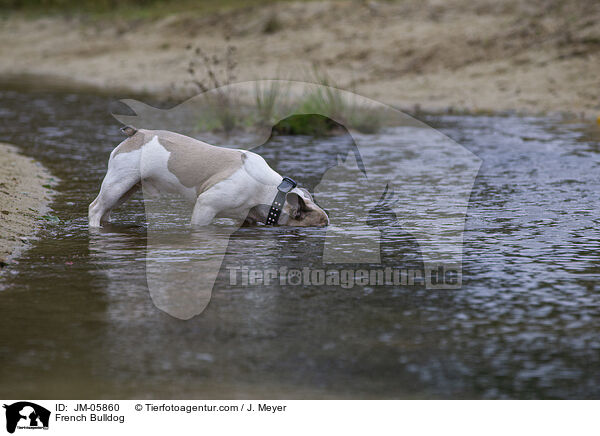 French Bulldog / JM-05860