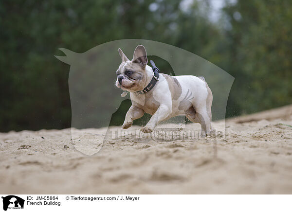 French Bulldog / JM-05864