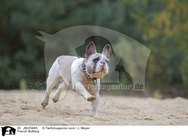 Franzsische Bulldogge / French Bulldog / JM-05865