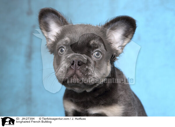 longhaired French Bulldog / JH-27394