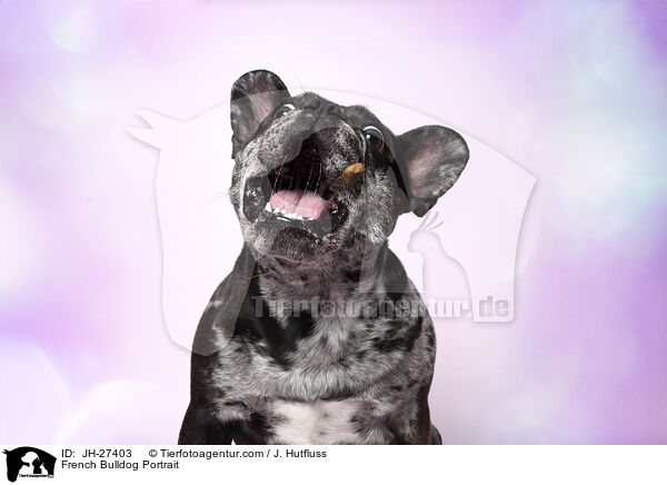 French Bulldog Portrait / JH-27403
