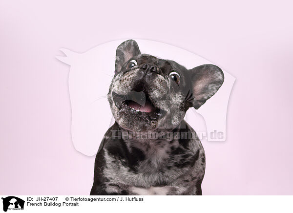 French Bulldog Portrait / JH-27407