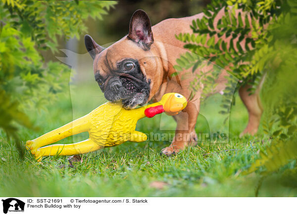 Franzsische Bulldogge mit Gummihuhn / French Bulldog with toy / SST-21691