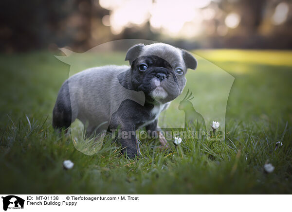 Franzsische Bulldogge Welpe / French Bulldog Puppy / MT-01138