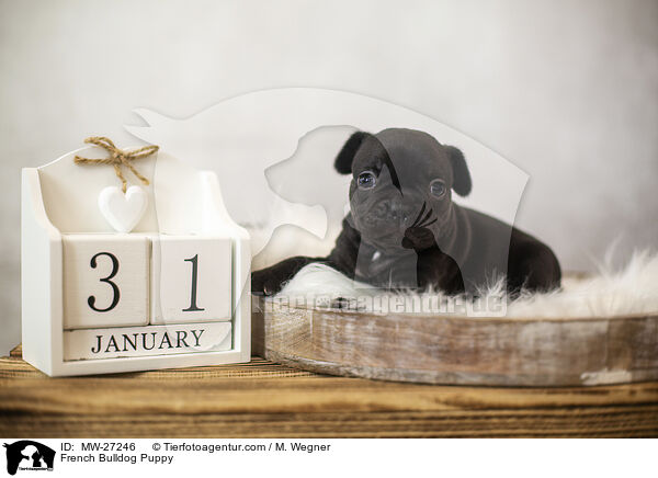 Franzsische Bulldogge Welpe / French Bulldog Puppy / MW-27246