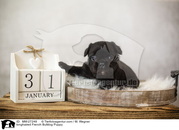 longhaired French Bulldog Puppy / MW-27248