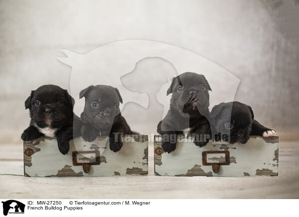 French Bulldog Puppies / MW-27250