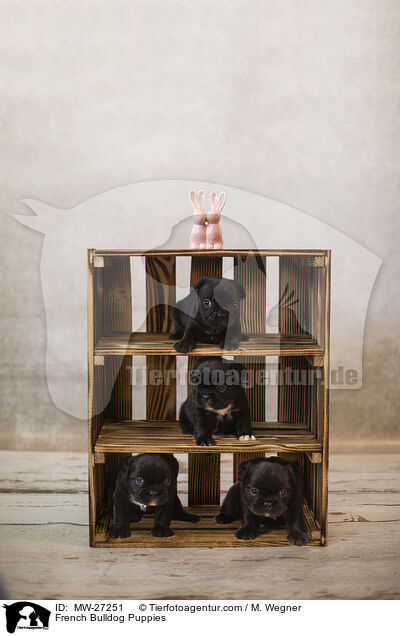 French Bulldog Puppies / MW-27251